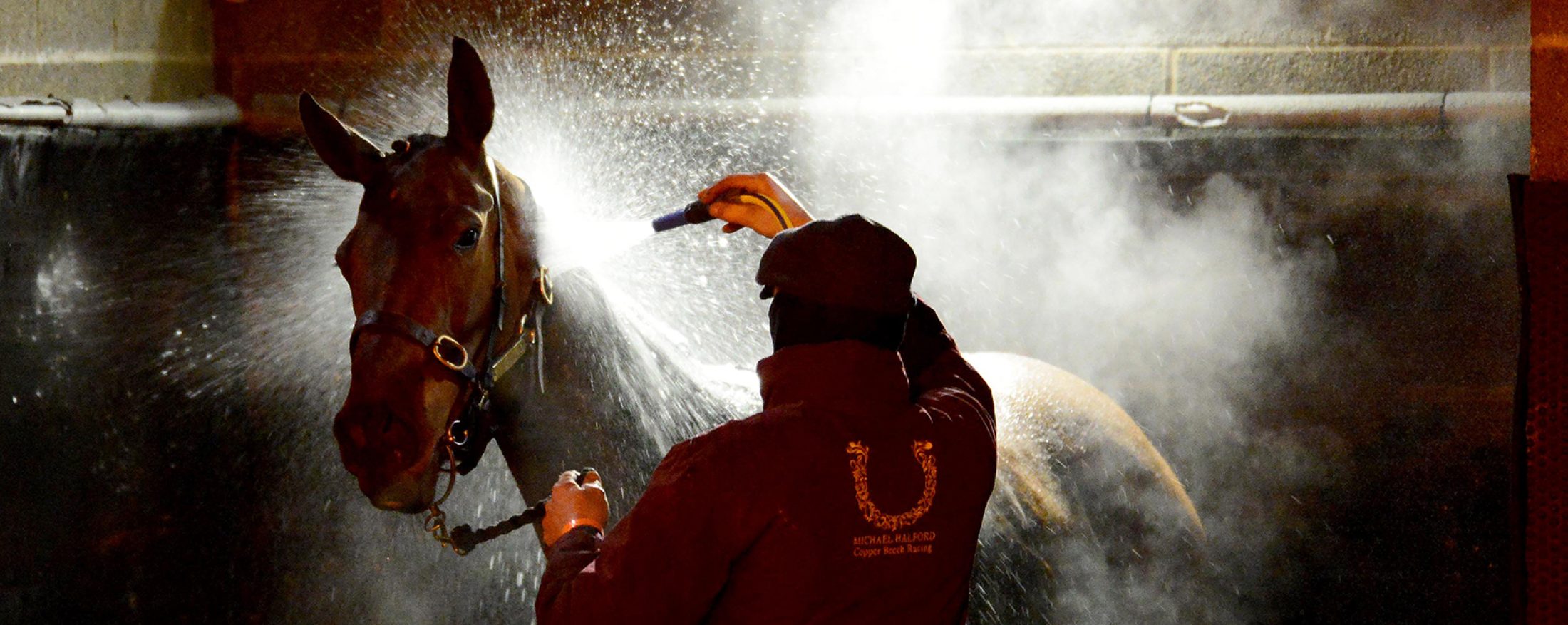 DUNDALK 27-11-2020
Horses being washed down after the final race of the evening at the all weather venue.
Healy Racing.